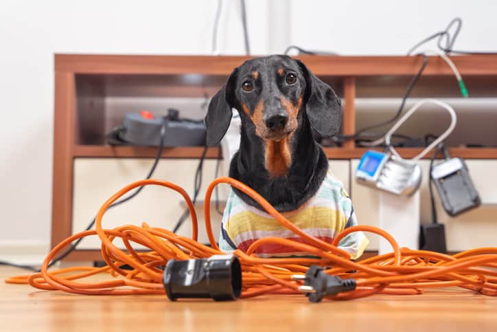 Puppy with cables