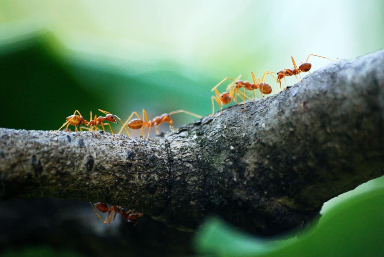 How to Get Rid of Tiny Ants in Apartment
