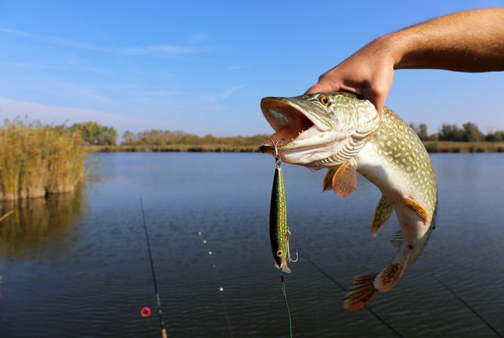 fisherman hand holding pike with bait