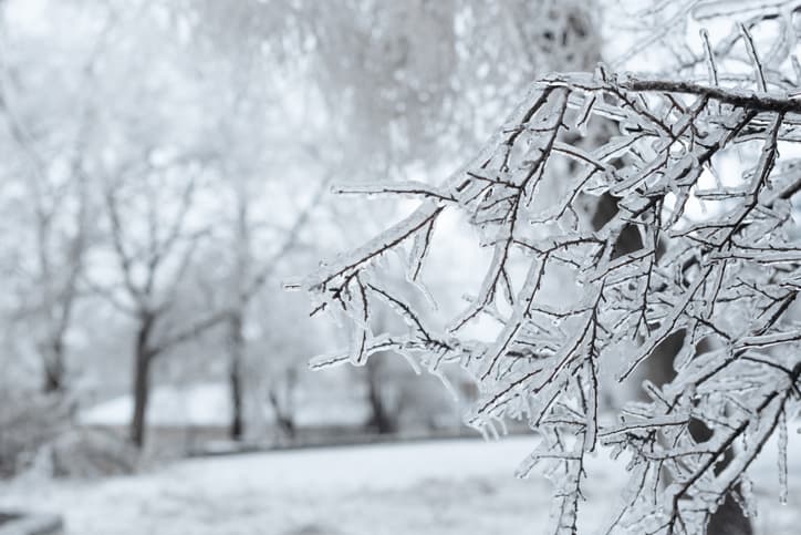 Branches covered with ice after freezing rain