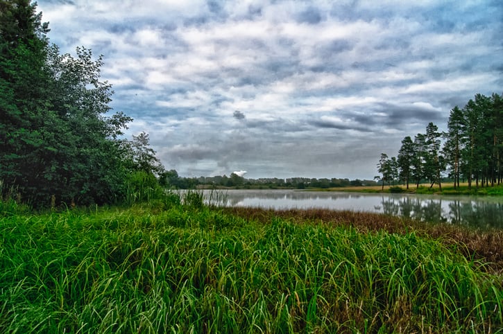 Vegetation near the reservoir. Grass by shore of the lake.